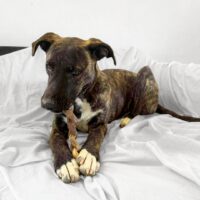This dog is ready for adoption at Cortez Rescue and Outreach