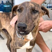 This dog is ready for adoption at Cortez Rescue and Outreach