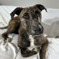 Adopt this pup at Cortez Rescue and Outreach