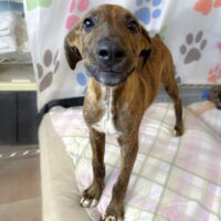 Ready for adoption at Cortez Rescue and Outreach