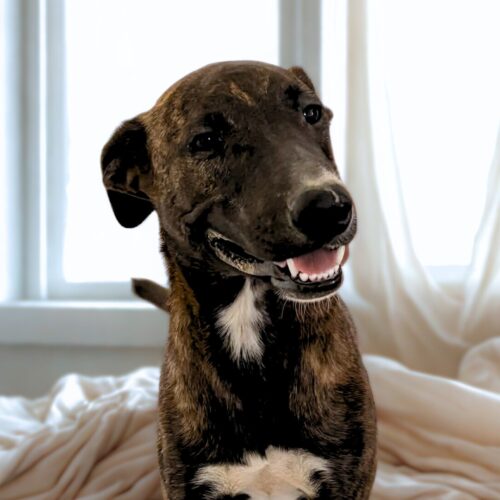 This dog is ready for adoption at Cortez Rescue and Outreach