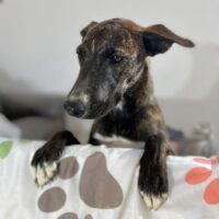Adopt this pup at Cortez Rescue and Outreach