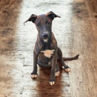 Ready for adoption at Cortez Rescue and Outreach