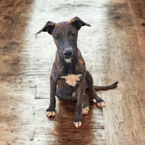 Ready for adoption at Cortez Rescue and Outreach