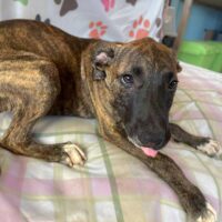 Ready for adoption at Cortez Rescue and Outreach