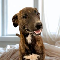 Ready for adoption at Cortez Rescue and Outreach