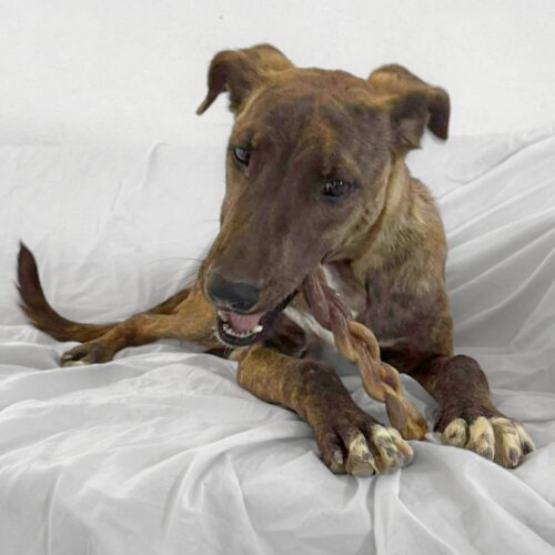 This dog is ready for adoption at Cortez Rescue and Outreach