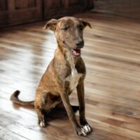 Ready for adoption at Cortez Rescue and Outreach