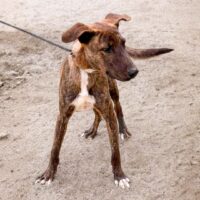 This dog is ready for adoption at Cortez Rescue and Outreach