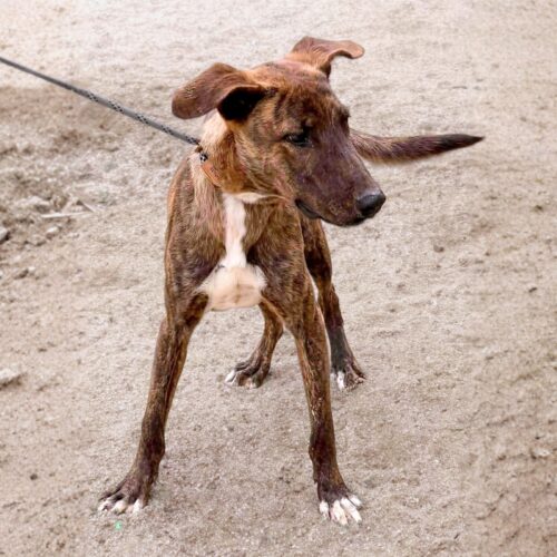 This dog is ready for adoption at Cortez Rescue and Outreach