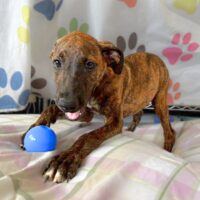 Ready for adoption at Cortez Rescue and Outreach