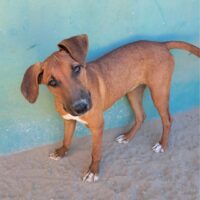 Ready for adoption at Cortez Rescue and Outreach