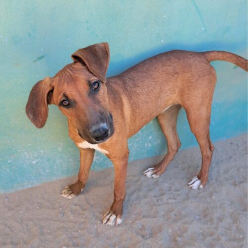 Ready for adoption at Cortez Rescue and Outreach