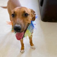 Ready for adoption at Cortez Rescue and Outreach