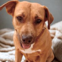 Ready for adoption at Cortez Rescue and Outreach