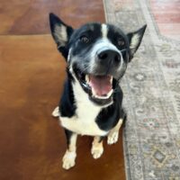 Ready for adoption at Cortez Rescue and Outreach