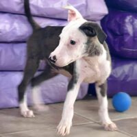 Ready for adoption at Cortez Rescue and Outreach