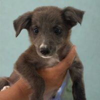 Ready for adoption at Cortez Rescue and Outreach
