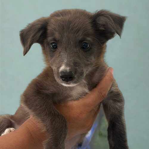 Ready for adoption at Cortez Rescue and Outreach