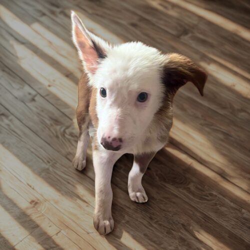 Ready for adoption at Cortez Rescue and Outreach