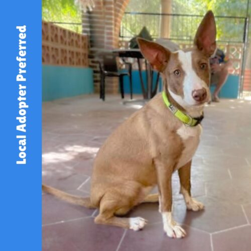 This dog is ready for adoption at Cortez Rescue and Outreach