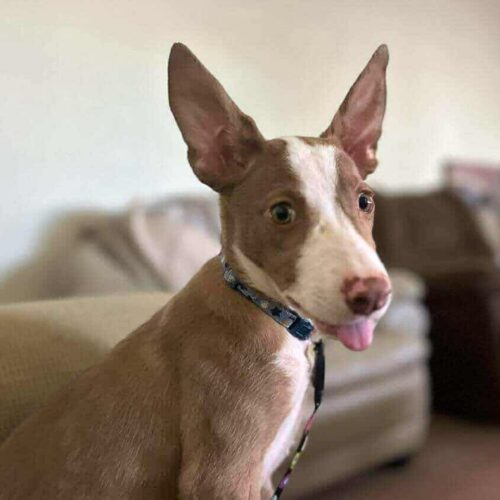 Ready for adoption at Cortez Rescue and Outreach