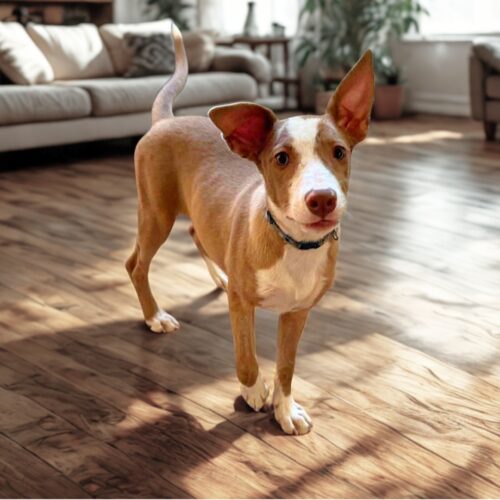 Ready for adoption at Cortez Rescue and Outreach