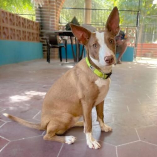 This dog is ready for adoption at Cortez Rescue and Outreach