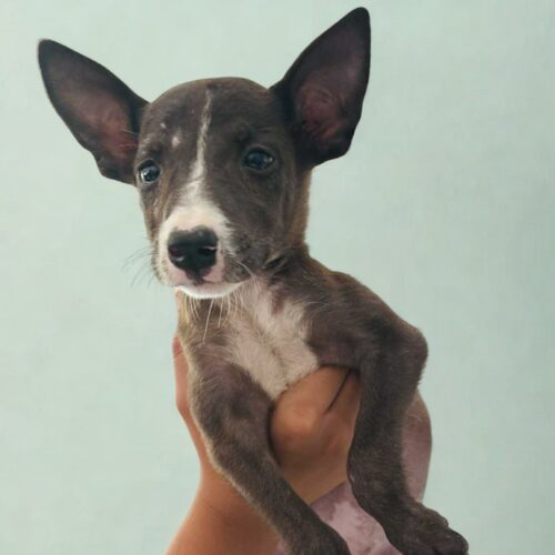 Ready for adoption at Cortez Rescue and Outreach