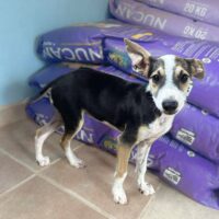 Ready for adoption at Cortez Rescue and Outreach