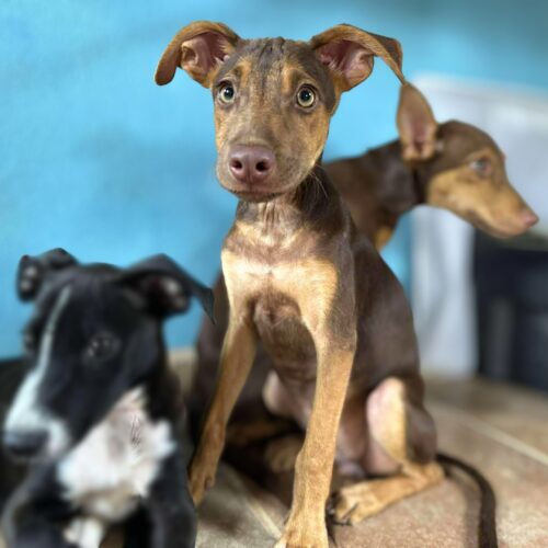 Ready for adoption at Cortez Rescue and Outreach