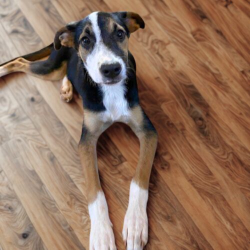 Ready for adoption at Cortez Rescue and Outreach