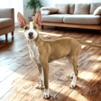 Ready for adoption at Cortez Rescue and Outreach