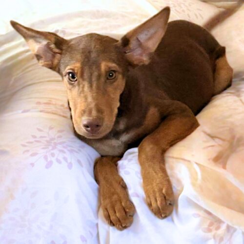 Ready for adoption at Cortez Rescue and Outreach