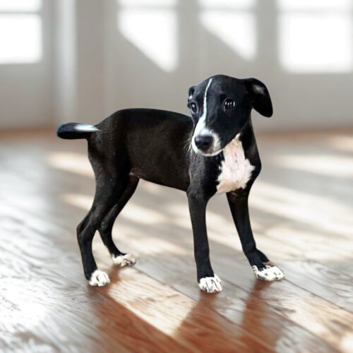 Ready for adoption at Cortez Rescue and Outreach