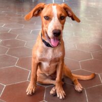 Ready for adoption at Cortez Rescue and Outreach