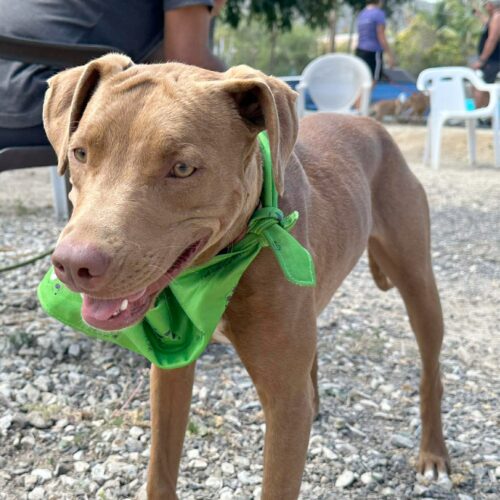 Adopt this dog at Cortez Rescue and Outreach