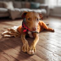 Ready for adoption at Cortez Rescue and Outreach