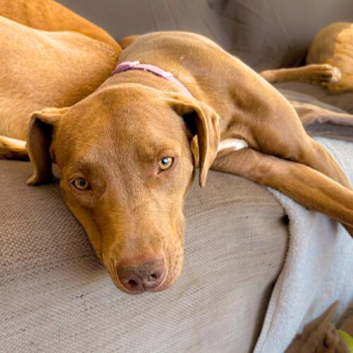 This dog is ready for adoption at Cortez Rescue and Outreach