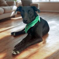 Ready for adoption at Cortez Rescue and Outreach