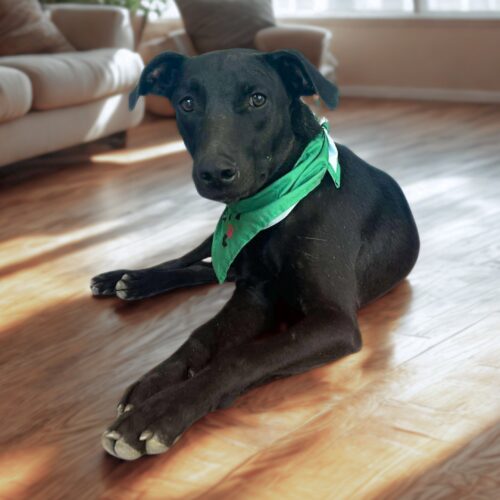 Ready for adoption at Cortez Rescue and Outreach