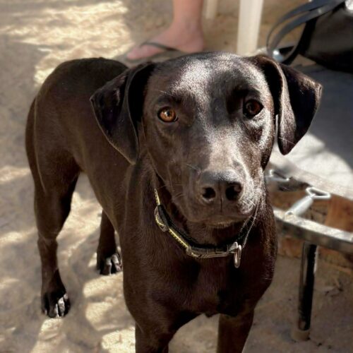 This dog is ready for adoption at Cortez Rescue and Outreach
