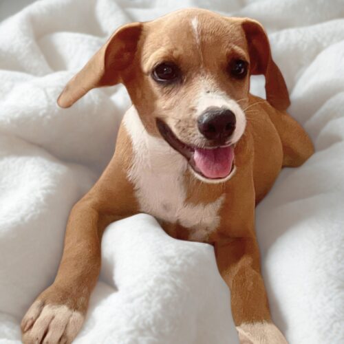 Ready for adoption at Cortez Rescue and Outreach