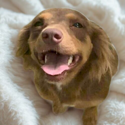 Ready for adoption at Cortez Rescue and Outreach