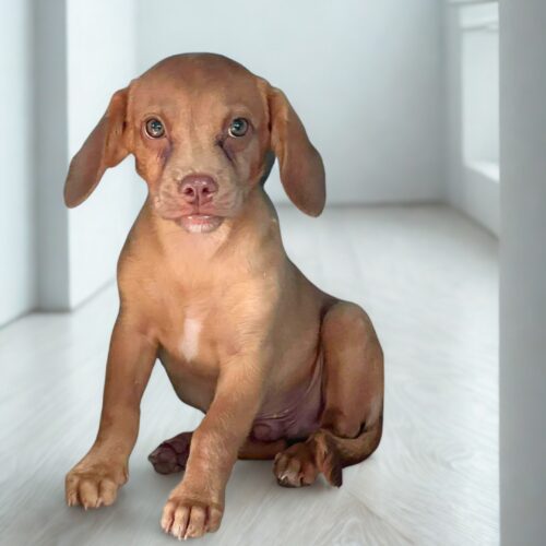 Ready for adoption at Cortez Rescue and Outreach