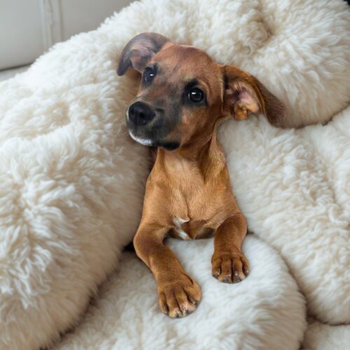 Tita_Ready for adoption at Cortez Rescue and Outreach