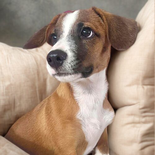 Ready for adoption at Cortez Rescue and Outreach