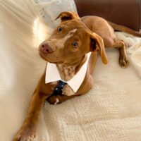 This dog is ready for adoption at Cortez Rescue and Outreach