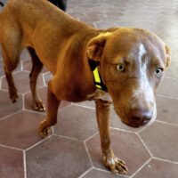 Adopt this dog at Cortez Rescue and Outreach