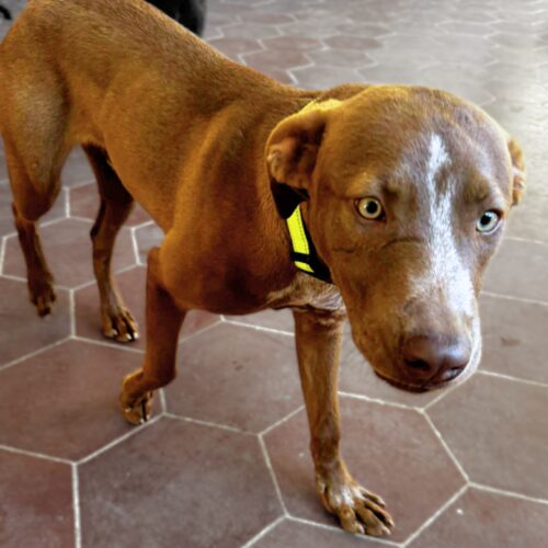 Adopt this dog at Cortez Rescue and Outreach